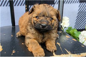 Norris - puppy for sale