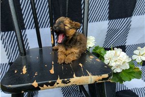 Norm - puppy for sale