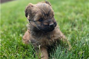 Norris - Poma-Poo - Pomapoo for sale