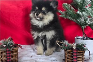 Oswald - Pomeranian for sale