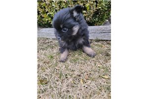 Tori - Pomeranian for sale