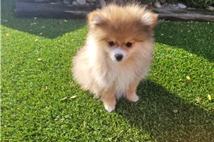 Oscar - Pomeranian for sale