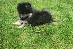 Wilson - Pomeranian for sale