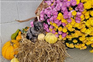 Orchid - Pomeranian for sale
