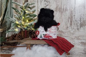 Otis - Pomeranian for sale