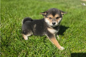 Zara - Shiba Inu for sale