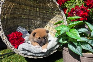 Ichiro - Shiba Inu for sale