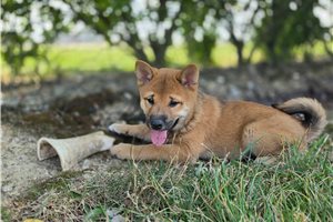 Kento - Shiba Inu for sale