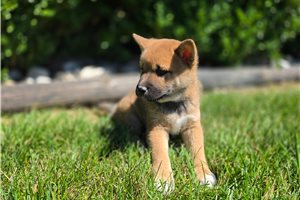 Ichiro - Shiba Inu for sale