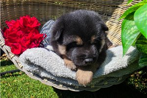 Hiroshi - Shiba Inu for sale