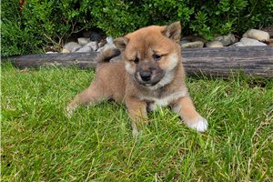 Zinnia - puppy for sale