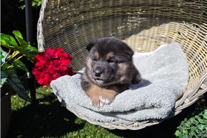 Yumi - Shiba Inu for sale