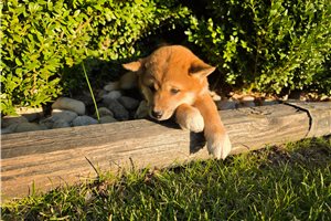 Zinnia - Shiba Inu for sale