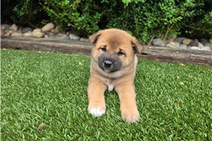 Kento - Shiba Inu for sale