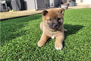 Benjiro - Shiba Inu for sale
