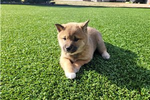 Asami - Shiba Inu for sale