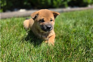 Kento - Shiba Inu for sale