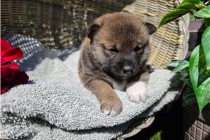 Suiko - Shiba Inu for sale
