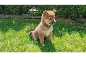 Tanaka - puppy for sale