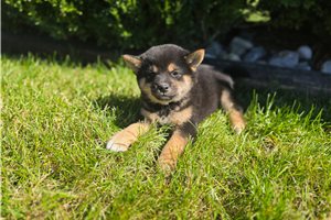 Zelda - Shiba Inu for sale