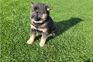 Gozen - Shiba Inu for sale