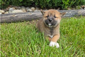 Zuri - Shiba Inu for sale