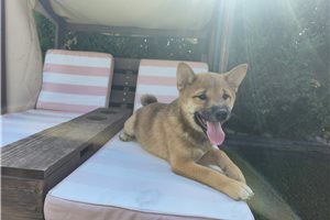 Kento - Shiba Inu for sale