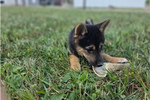 Yumi - Shiba Inu for sale