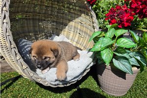 Kento - Shiba Inu for sale