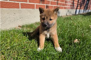 Zuri - Shiba Inu for sale
