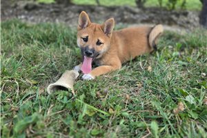 Ichiro - Shiba Inu for sale