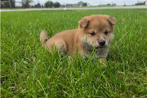 Zander - puppy for sale