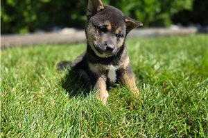 Yumi - Shiba Inu for sale