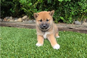 Ichiro - Shiba Inu for sale