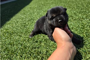 Hiroshi - Shiba Inu for sale