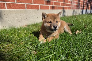 Zinnia - Shiba Inu for sale