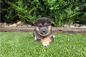 Yumi - Shiba Inu for sale