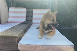 Ichiro - Shiba Inu for sale