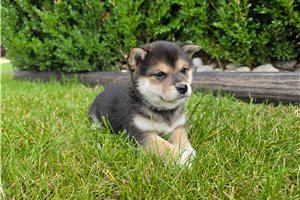 Zara - Shiba Inu for sale