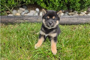 Zelda - Shiba Inu for sale