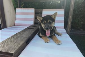 Yumi - Shiba Inu for sale