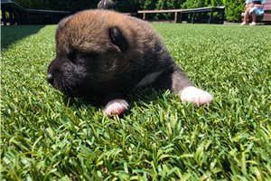 Suiko - puppy for sale