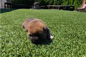 Ichiro - puppy for sale