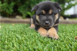 Hiroshi - Shiba Inu for sale