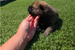 Kento - puppy for sale
