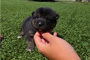 Yumi - Shiba Inu for sale