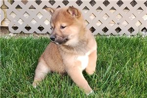 Andrew - puppy for sale