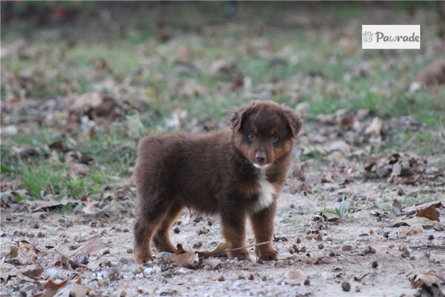 Watson - Miniature Australian Shepherd for sale