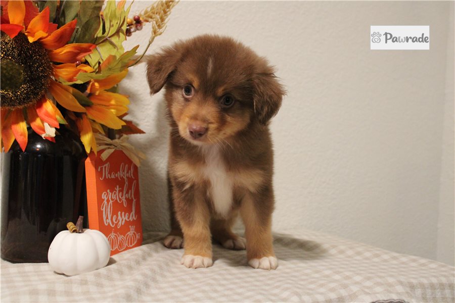 Woodrow, male Miniature Australian Shepherd puppy for sale