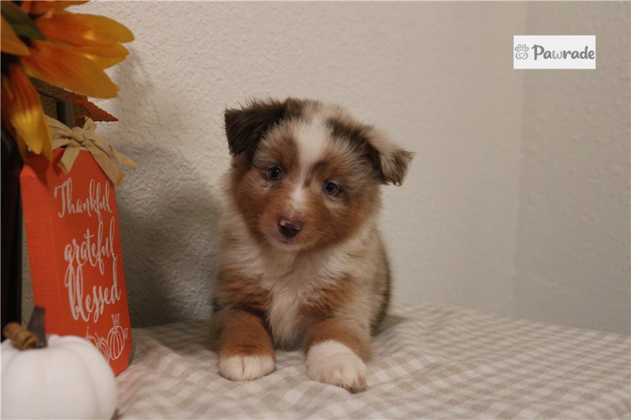 Wyatt - Miniature Australian Shepherd for sale